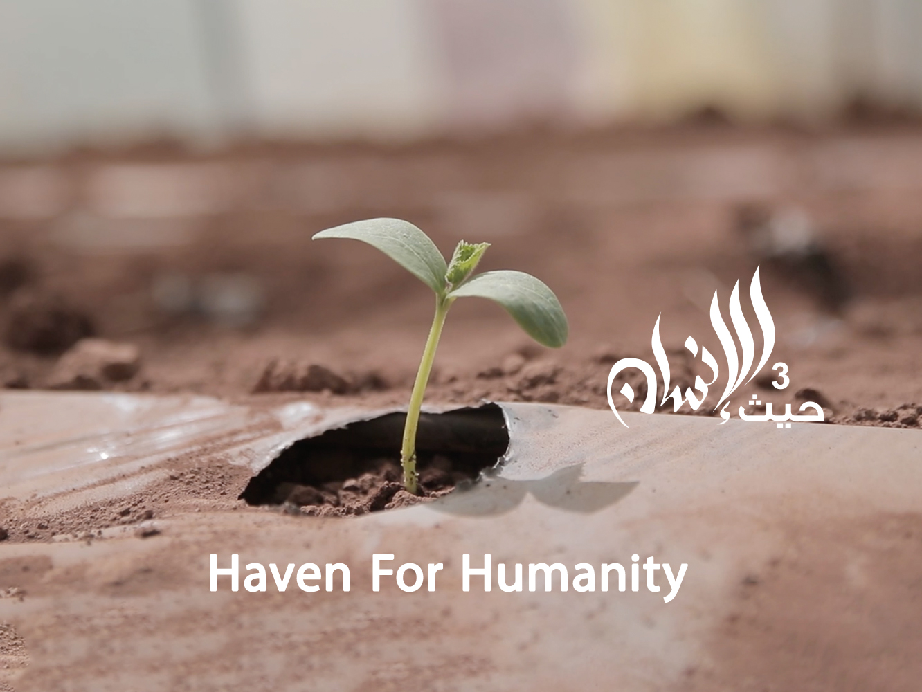 Haven for Humanity 2021