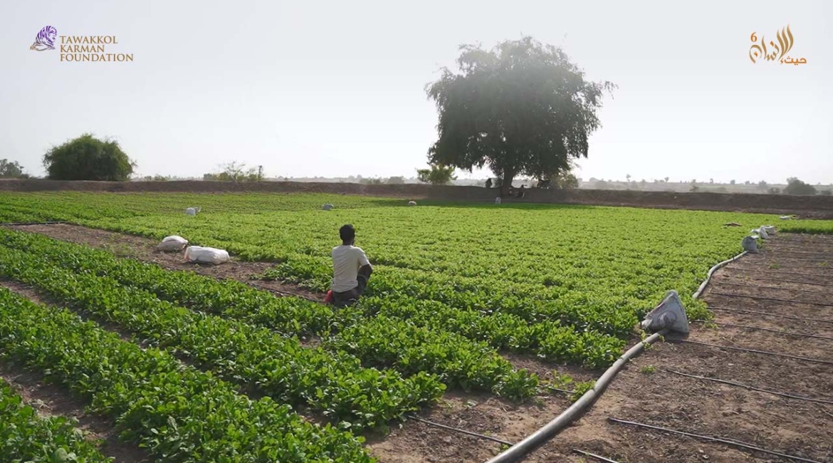 مؤسسة توكل كرمان تنفذ مشروع تأهيل مزرعة بمحافظة لحج